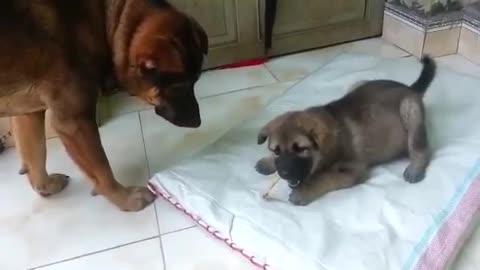 Mother dog teaches her puppy to be submissive