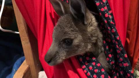 There's Only Room for One Baby Roo!