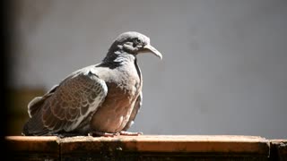 Brown Pigeons Found In Neghbor Balcony