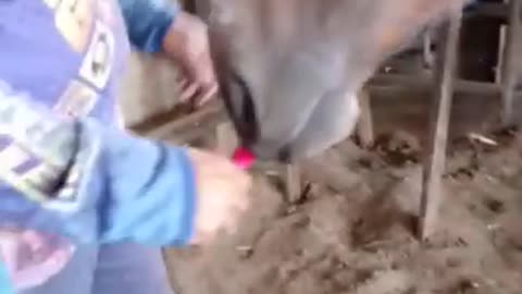how to give ice cream to a horse