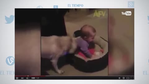 La tierna pelea de un bebe con un perrito