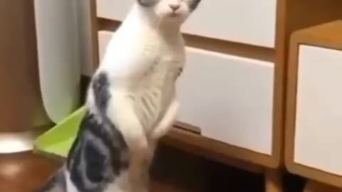 Funny cat video 🤣 #funny