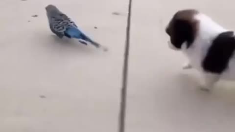 Cute animals playing with each other😍