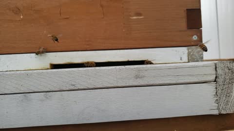 Honey Bee's Going To Work
