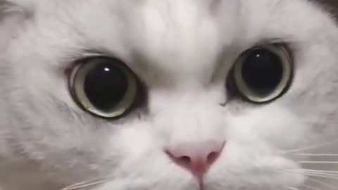 Funny cute cat