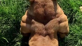 Who would love to make a dog like this ?