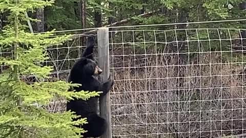 Young Black Bear Finds It's Way Over Fence
