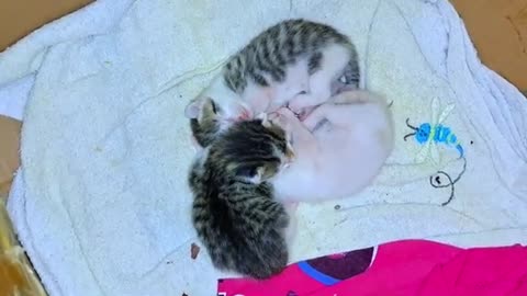 A newborn baby kitten meows. Mother cat eats food