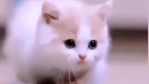 Cute cat