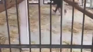 Monkey Makes Off With Mobile Phone
