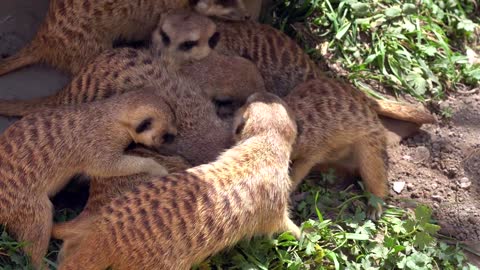 Meerkats play with each other