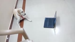 DOGS CRAZY REACTION OVER LISTENING OTHER DOG BARK ON LAPTOP :)