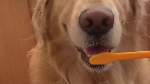 Brushing the Teeth of a Golden Retriever!