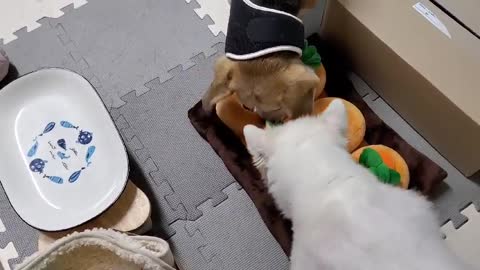 Cute puppy nosework