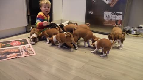 16 Basenji puppies having the time of their lives!
