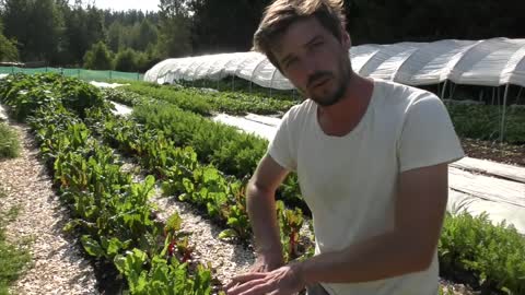 Weed Free market gardening