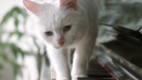 Cat music