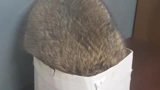 Raccoon Falls Out Of Box In Epic Fail Fashion