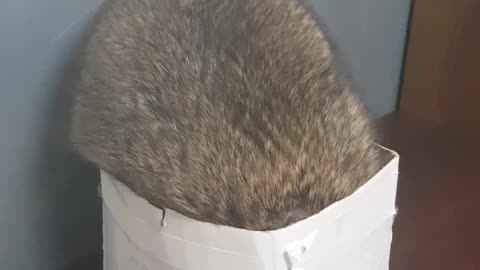 Raccoon Falls Out Of Box In Epic Fail Fashion