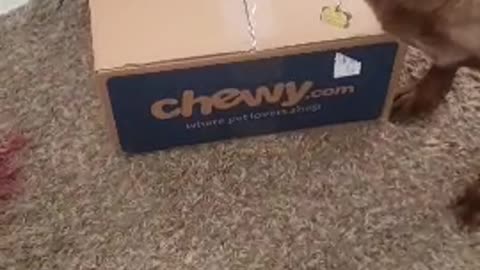2 Year Old Black Lab Puppy Gets Her Chewy Mail Call