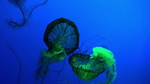Strange Jellyfish Glowing in the Ocean Deep