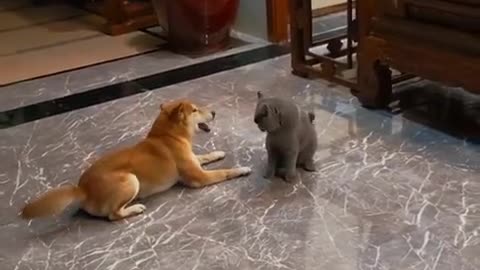 cat and dog funny