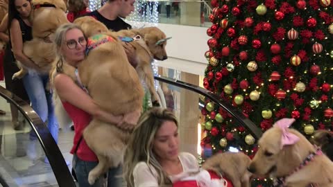 Mall Allows Dogs for a Day - Alternate Angle