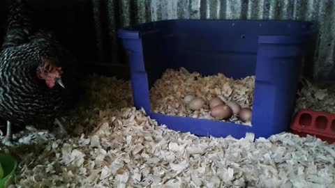 Broody Hens - Unexpected event