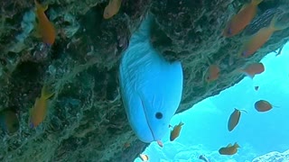 Extremely Rare White Moray Eel