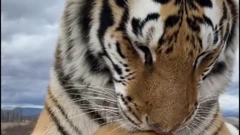 A close-up of the tiger