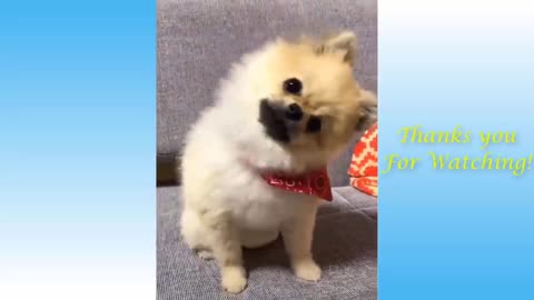 Adorable Pets Funny Videos