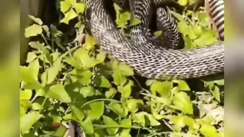Snake in man short