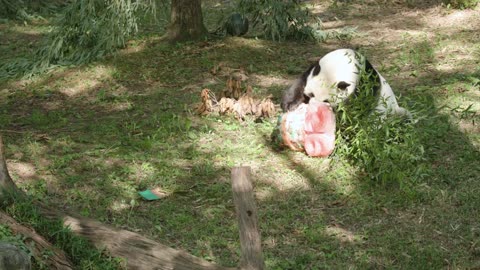 Giant Panda Tian Tian's 26th Birthday: Rad Dad