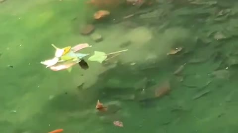 Big goldfish in the pond