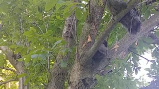 Guinea Birds Roosting Up in Walnut Tree🌳 | Guinea Fowl