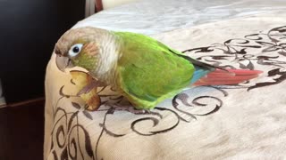 A conure and his chip