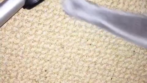 Gray cat getting gum from under chair