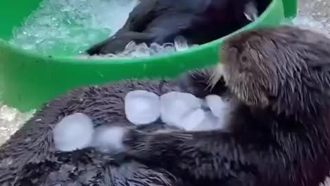 Happy seal playing with ice🐬