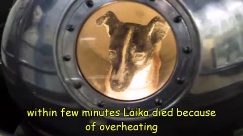 What Happened to Laika in Space? *The Space Dog*