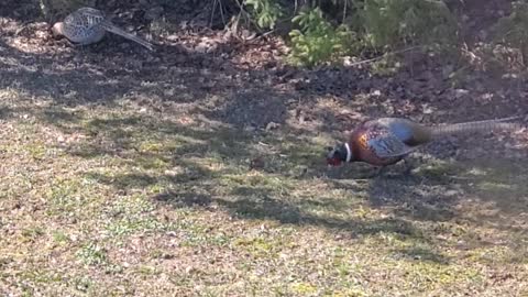 Ring neck pheasant