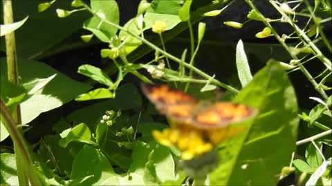 Butterfly On a Dandelion