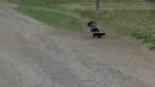 Rabid Skunk