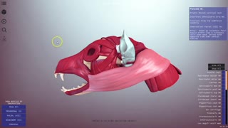 Canine skull muscles - 3D Veterinary Anatomy, IVALA