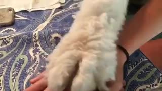 All paws in