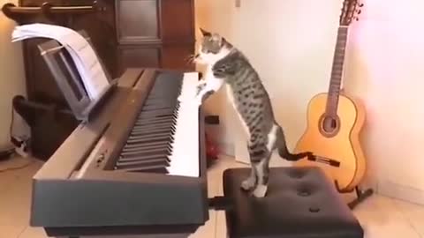 KITTEN PLAYING PIANO