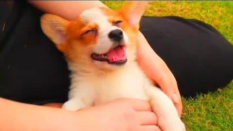 One happy Welsh Corgi puppy enjoy massage outdoor,