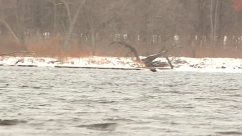 Hungry Bald Eagles Fishing