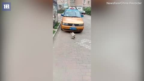 Heartbreaking moment: Cat refuses to leave dead friend behind.