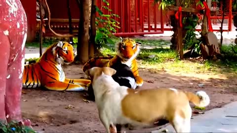Prank dog & Fake Tiger Vs Dog Prank Video Funny - RoSeak Zin Ep0002