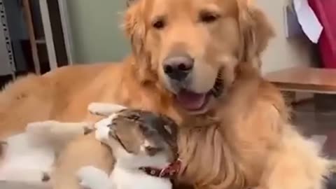 Dog and cat friendship